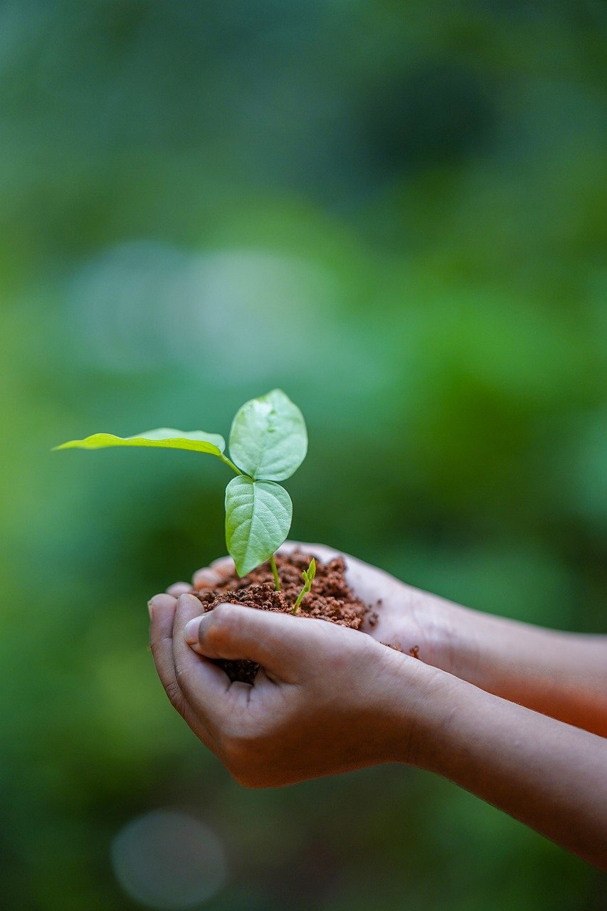 hands, soil, plant-5618237.jpg